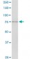 SCYL1 Antibody (monoclonal) (M02)